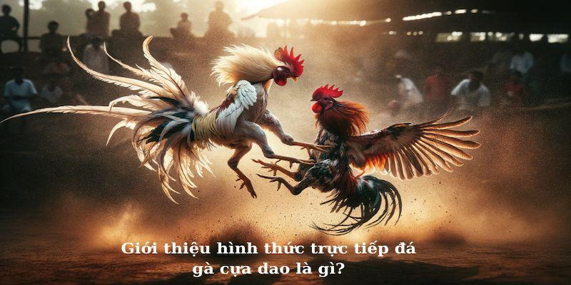 Theo dõi kèo đá gà cựa dao liên tục